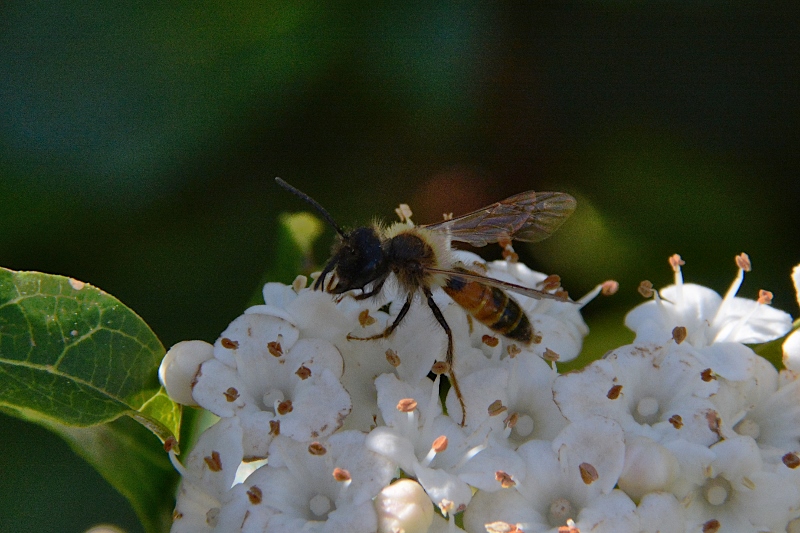 Andrena cfr. florea, maschio